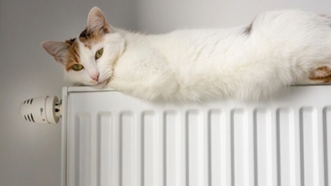 Chat allongé sur un radiateur